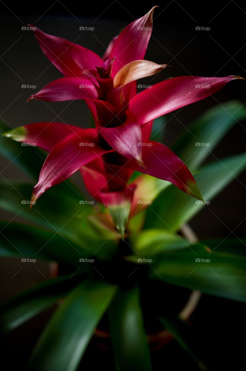 Bromeliad