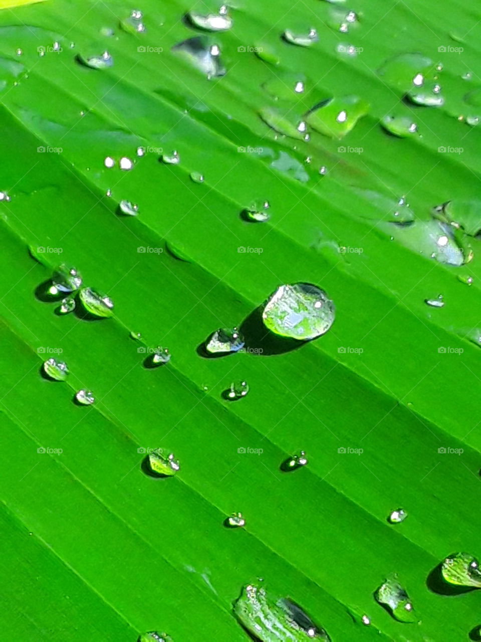 raindrops on a green banana leaf