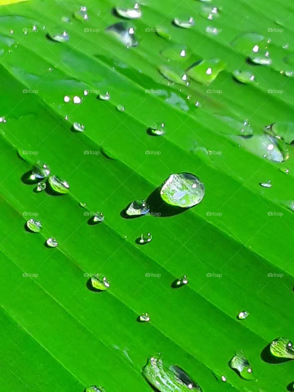 raindrops on a green banana leaf