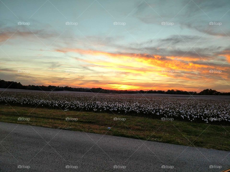 real pretty cotton and evening sun