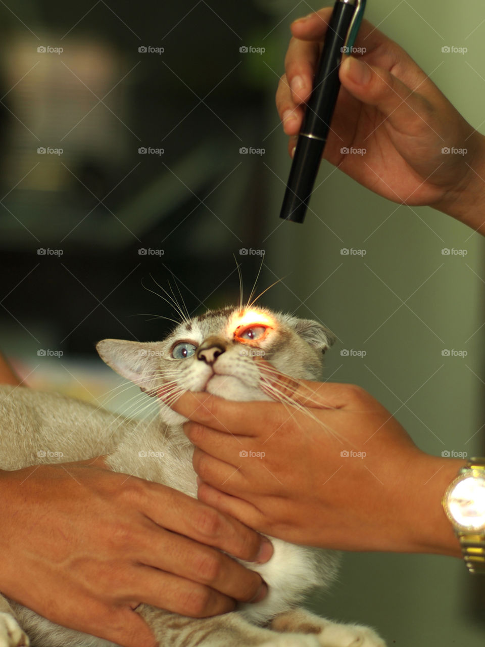 Physical examination on cat in veterinary clinic