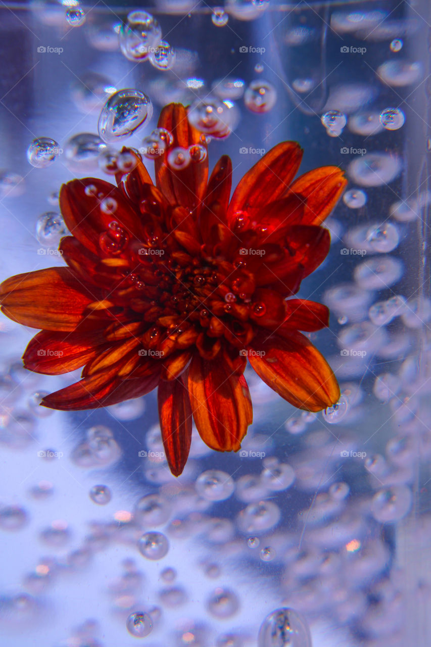 Red flower in a bubbling water 