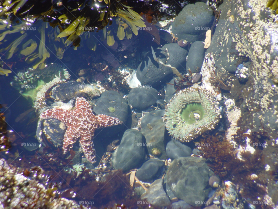 tide pool oregon coast sea creatures oregon by mhealea