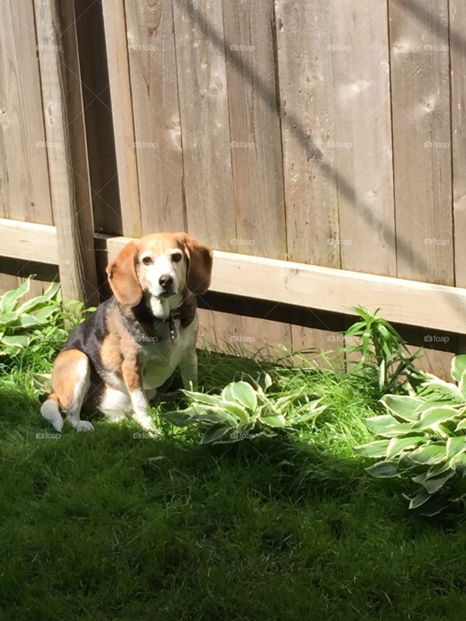 Cute old beagle outside