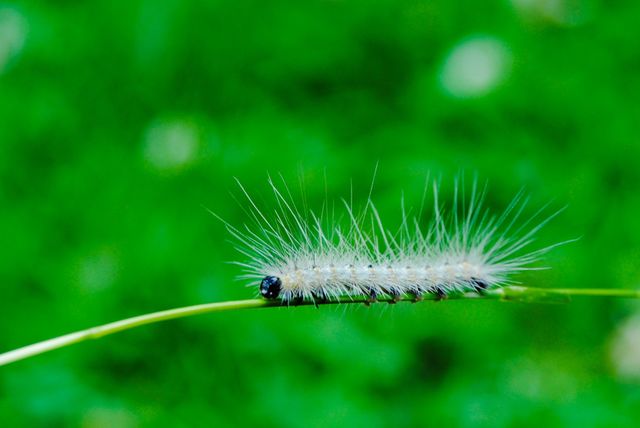 Furry Caterpillar 