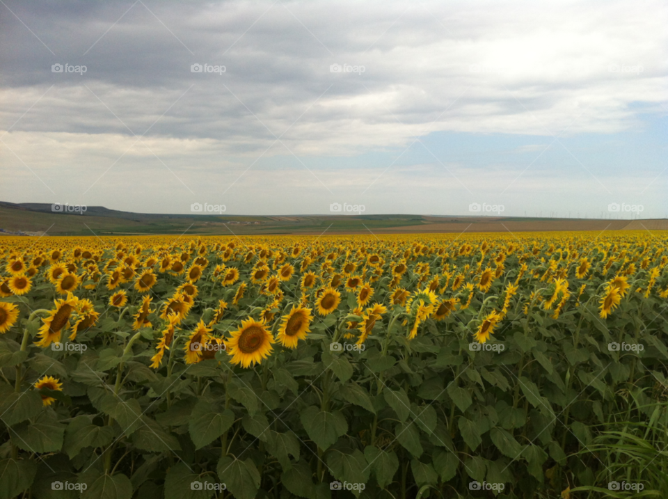 dobrogea sky clouds sunflowers by bobotzzz