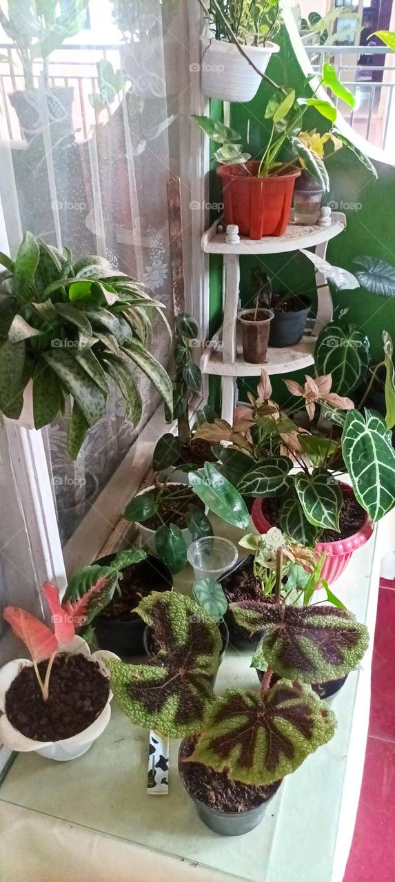 ornamental plants in the yard