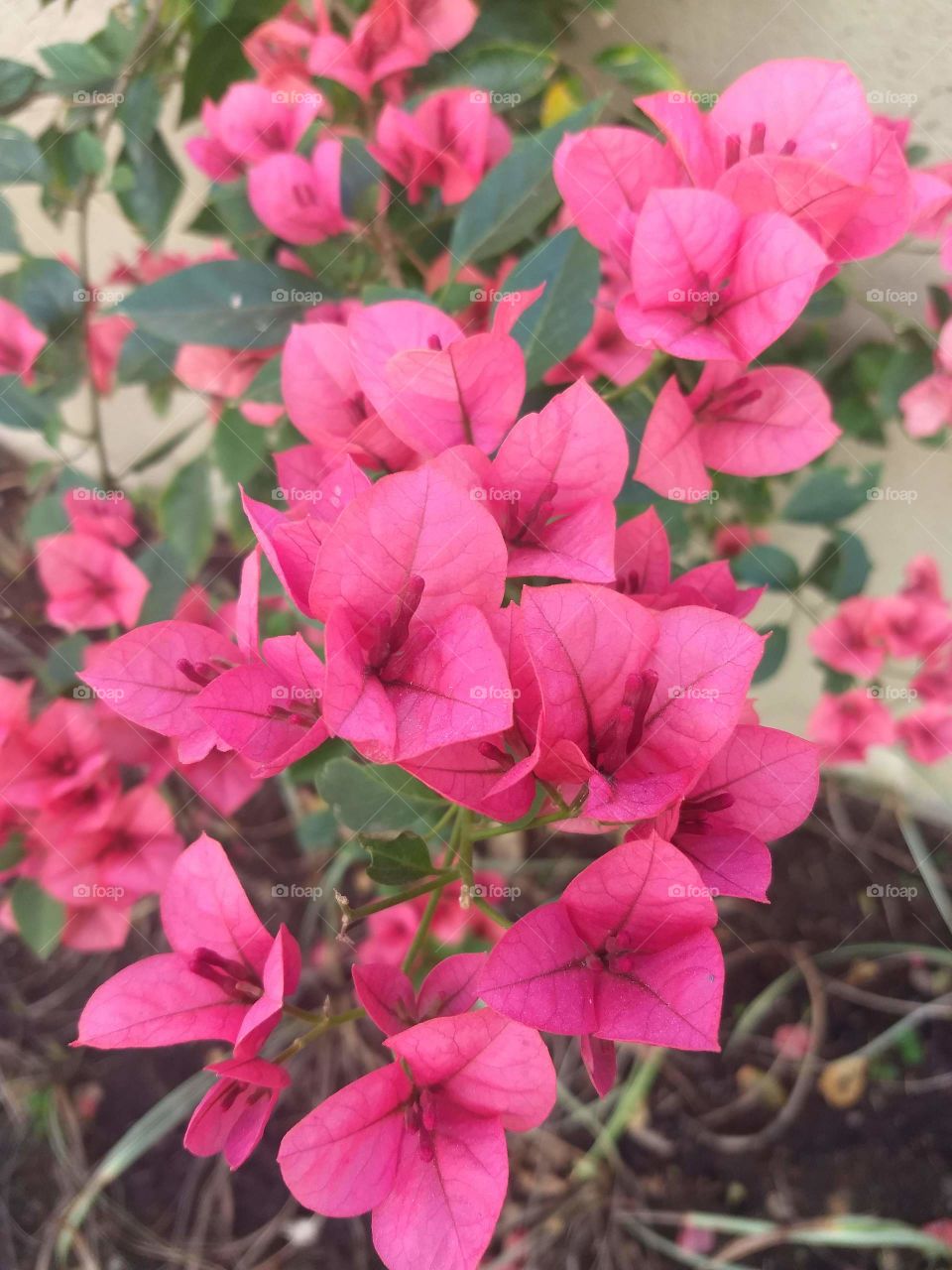 Pink Bougainvilles