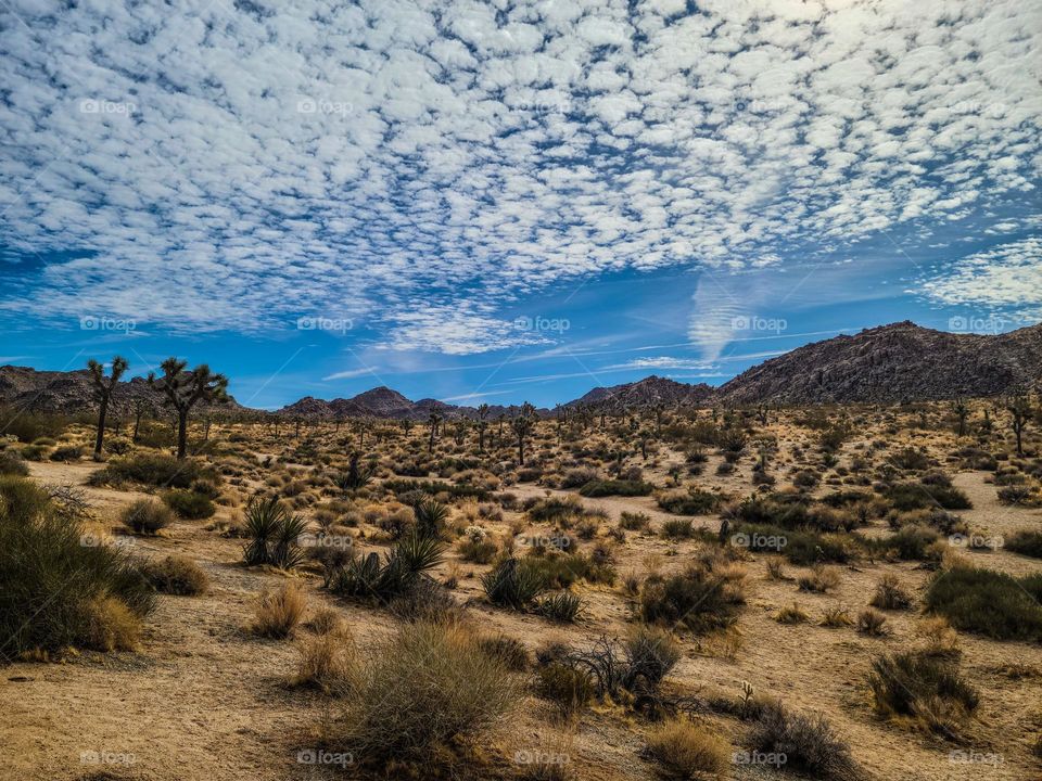 The vast landscape of the desert of Joshua Tree National Park with its desolate beauty and fascinating namesake trees