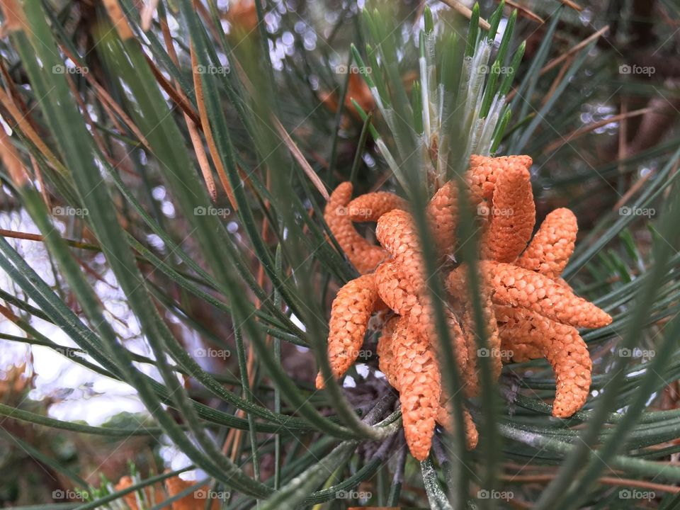 Close-up of a plant