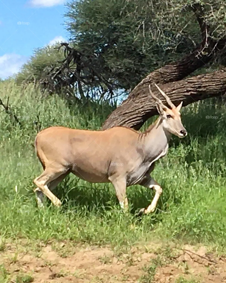 Deer