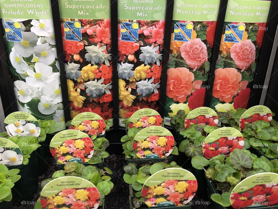 These Begonias give a wonderful display of sumptuous plants for our enjoyment and delight.