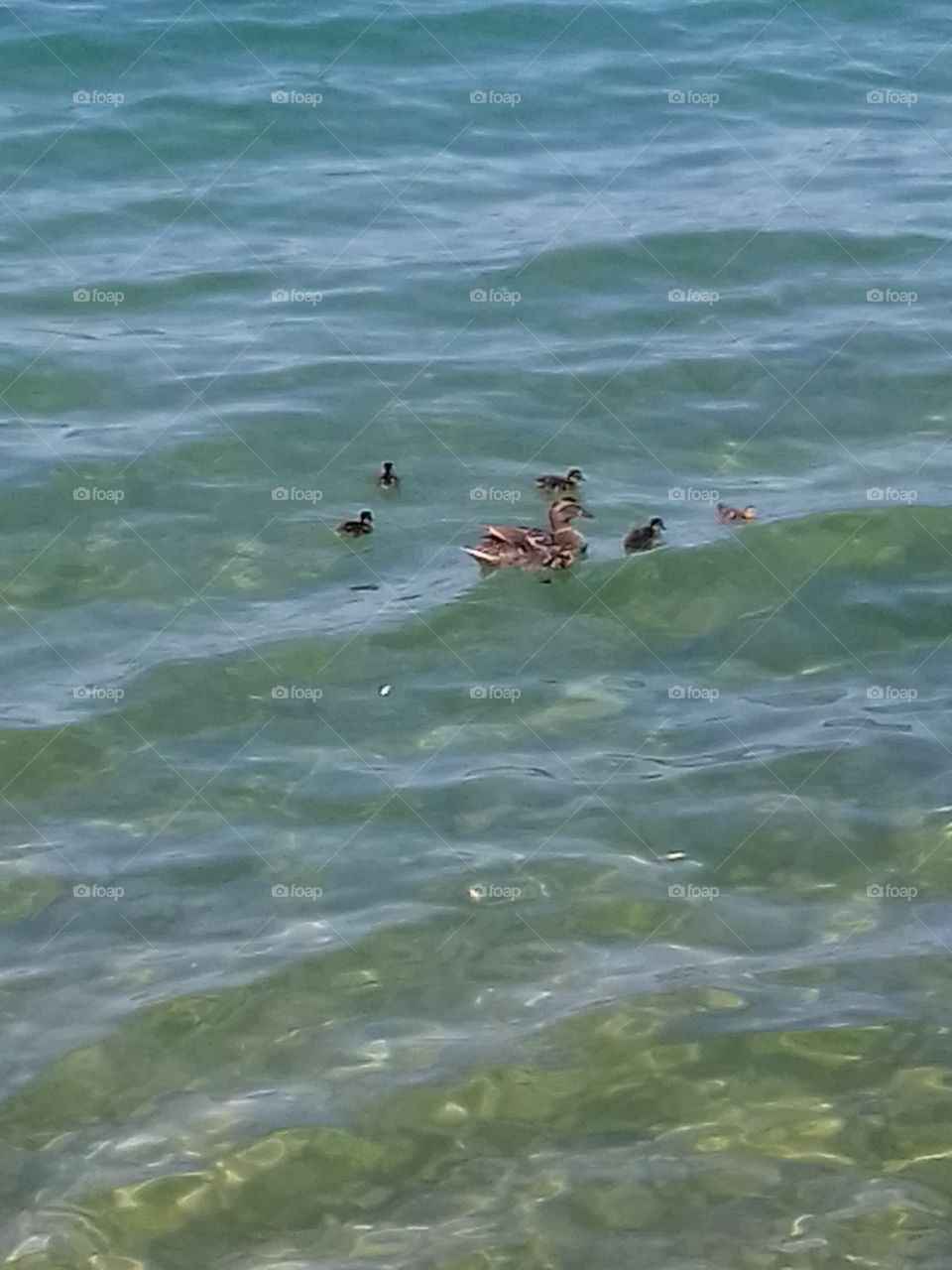 duck family in Garda Lake