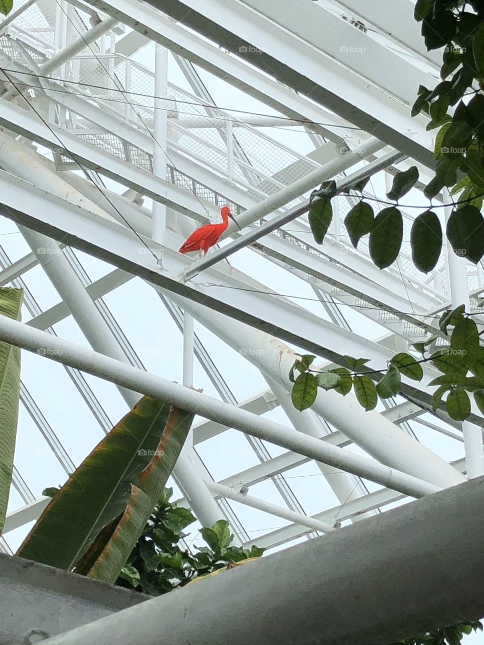 Tropical Scarlet Ibis in the rafters at Moody Gardens Rainforest exhibit, Galveston, Tx