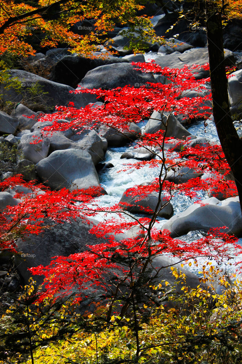 fall in Japan