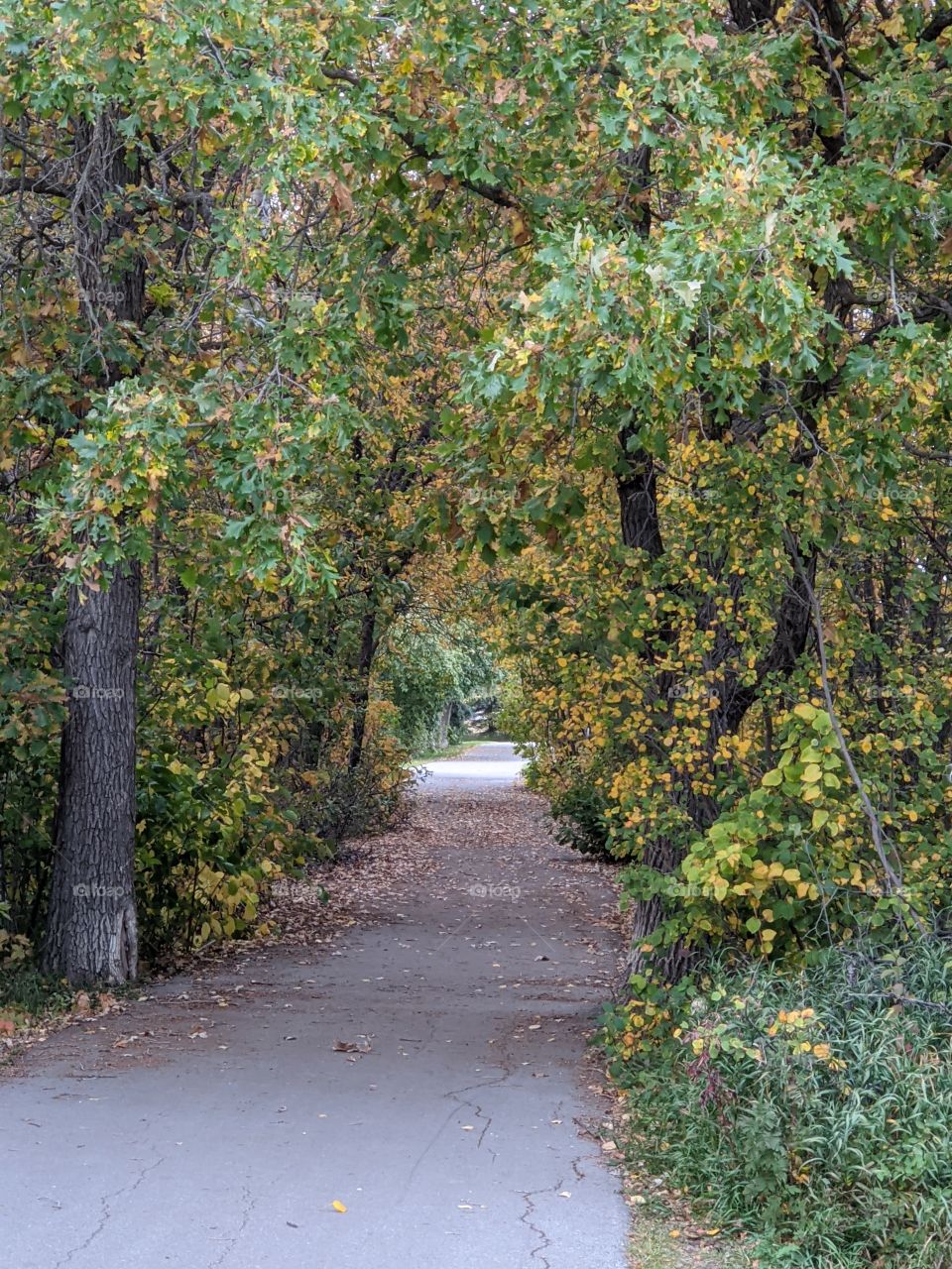 An evening walk through the urban forest