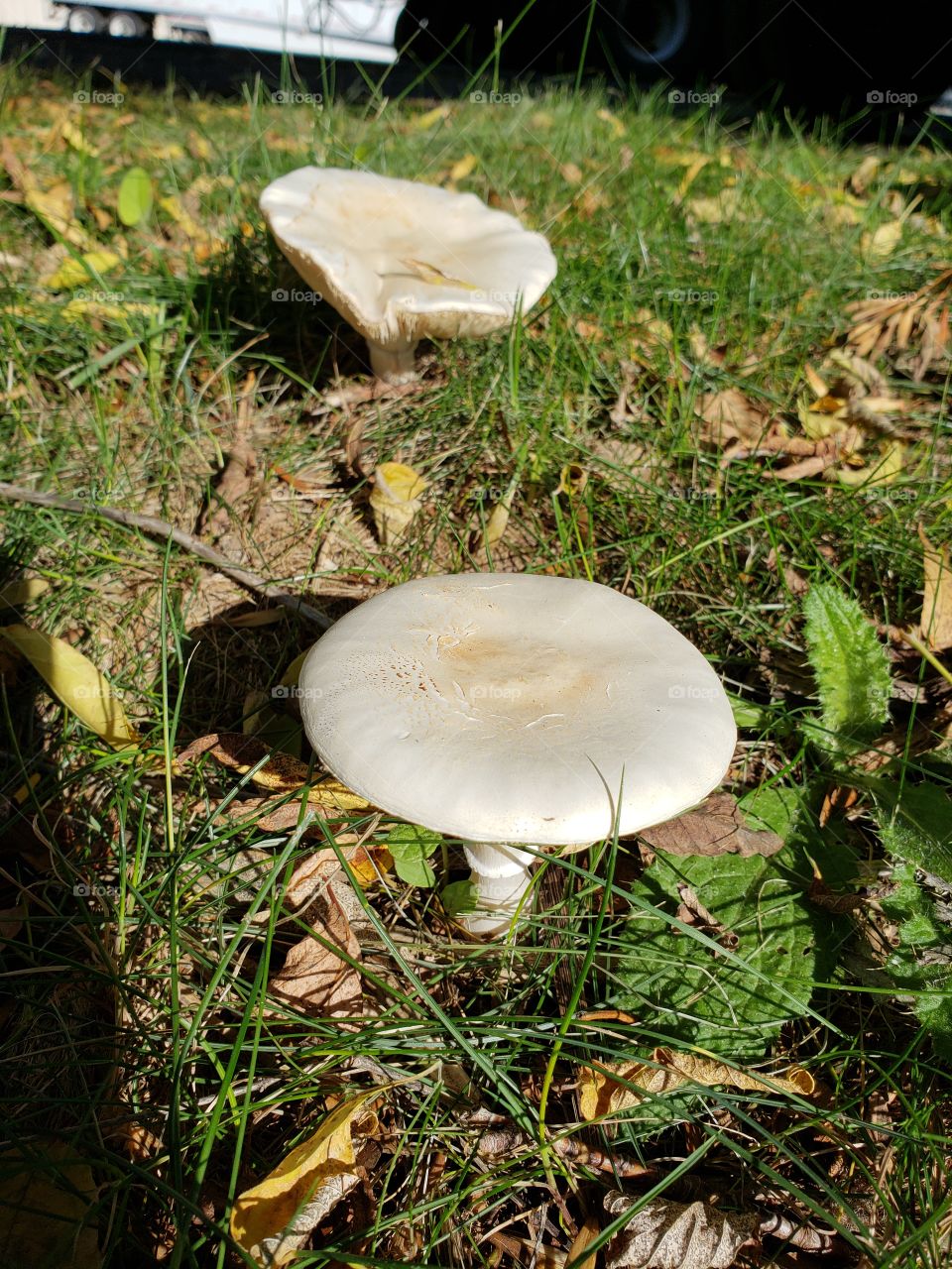 toadstools, mushrooms or fungi