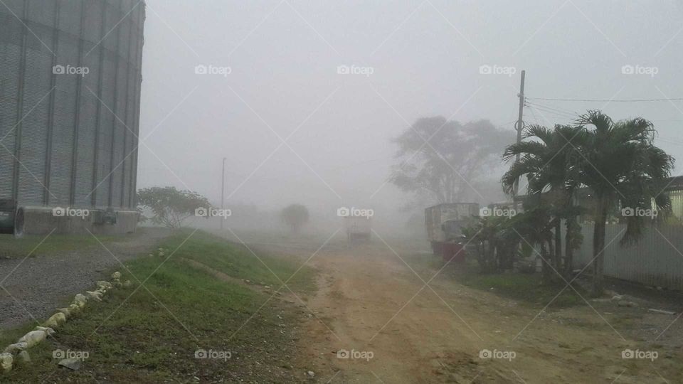 Neblina, carretera, arboles, frio, humedad, lluvia