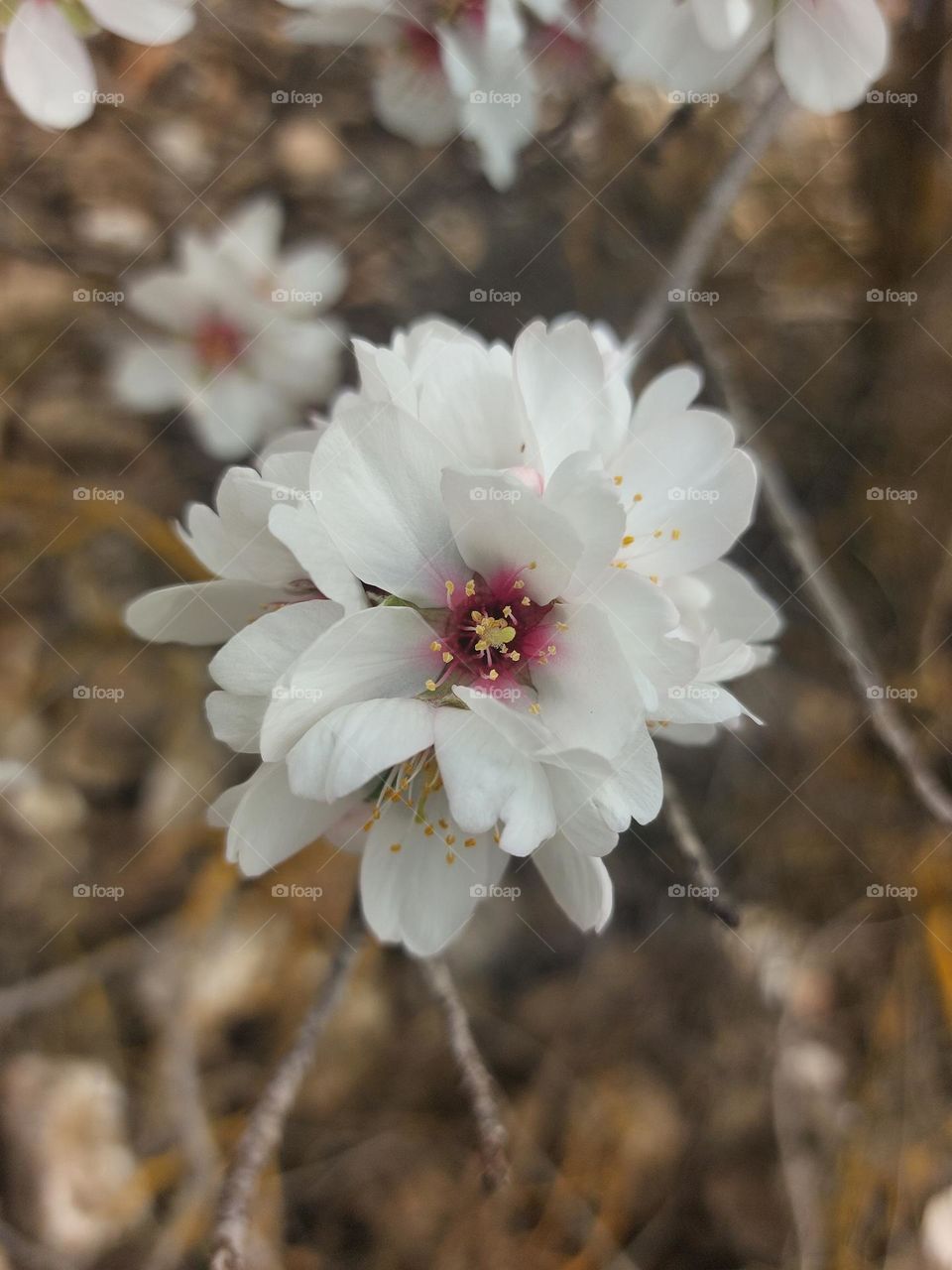 Flor de almendro