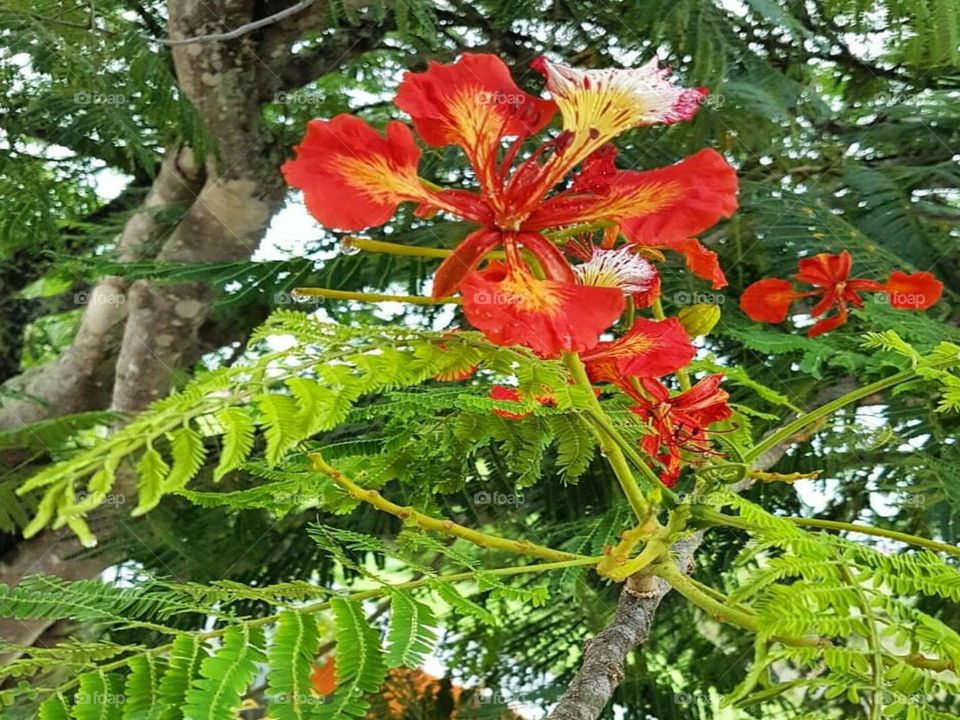 Flamboyant tree