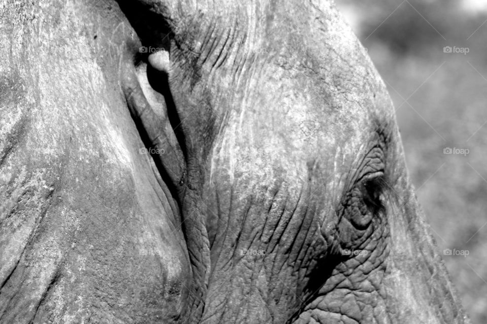 Elephant ear hole