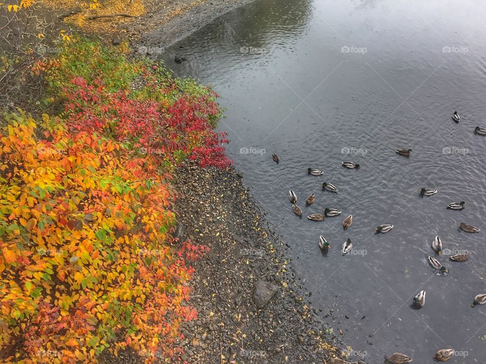 Beautiful autumn duck pond! 