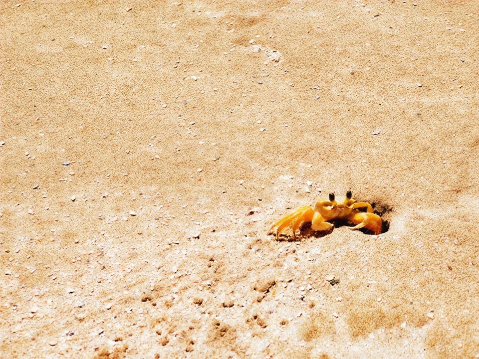 A small crab, stops for a photo. A close-up on this little one.