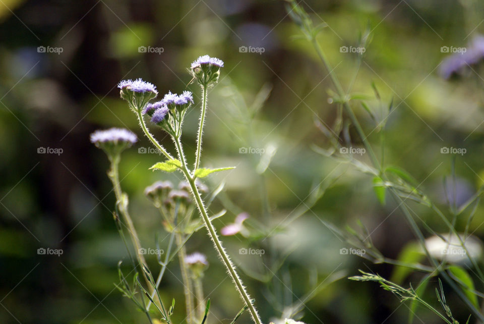 Weeds have their own beauty as compared to flowers.