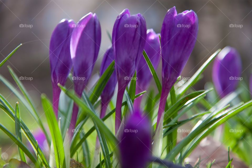 Crocus