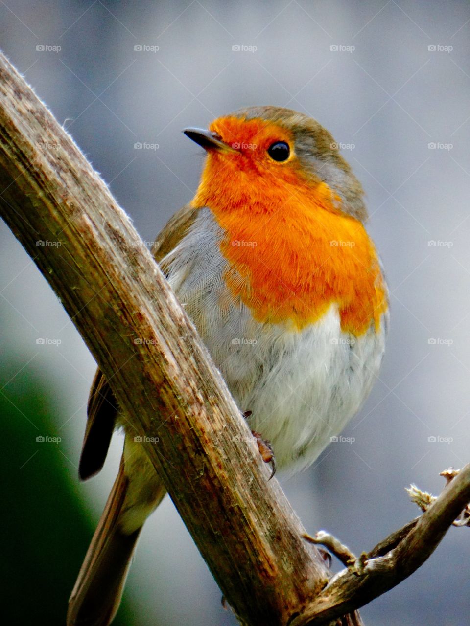 Robin perching on branch