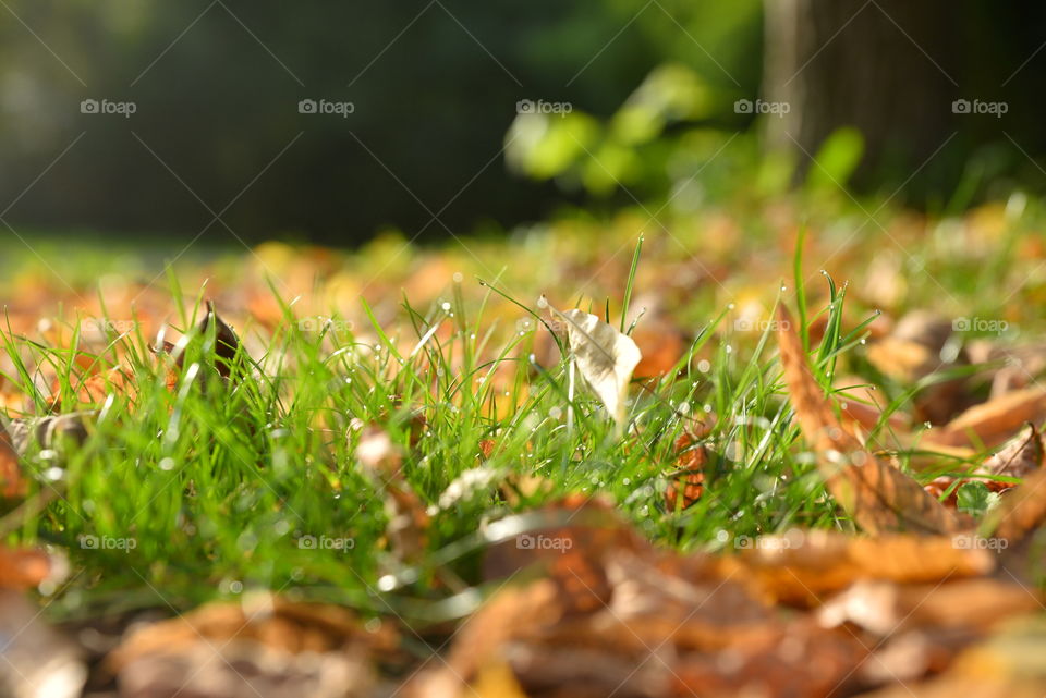 Dry leaves on grass