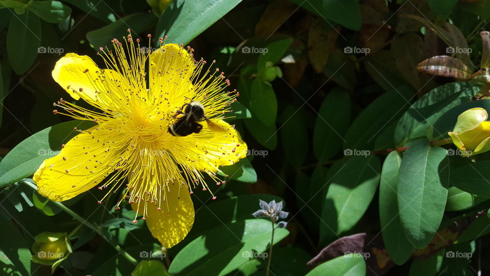 bumblebee in business