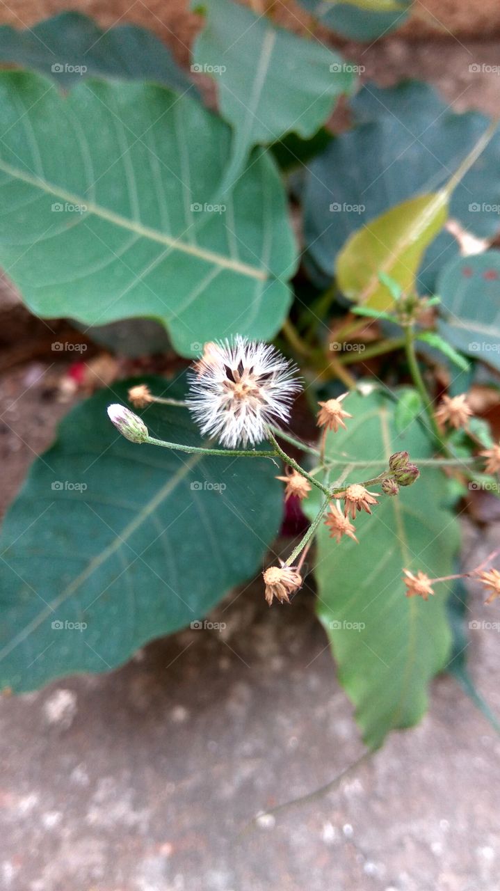 High angle view of dandelion flower