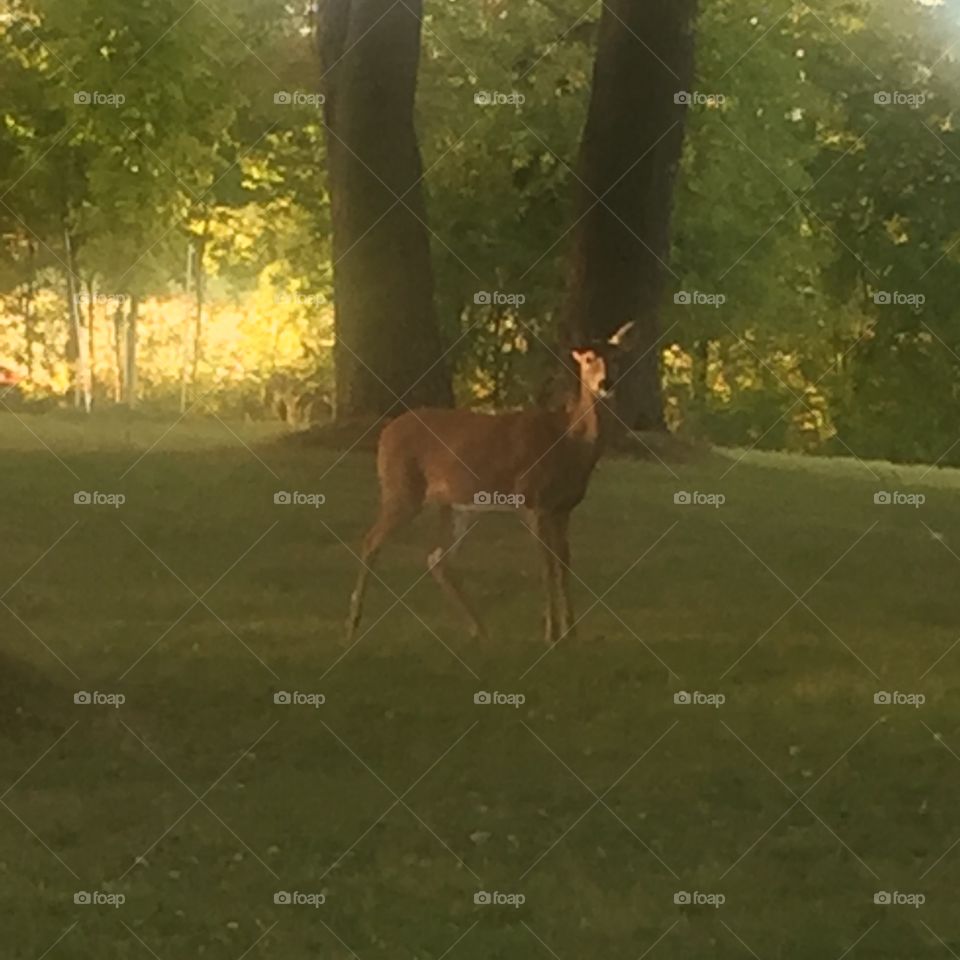 Deer on the lawn