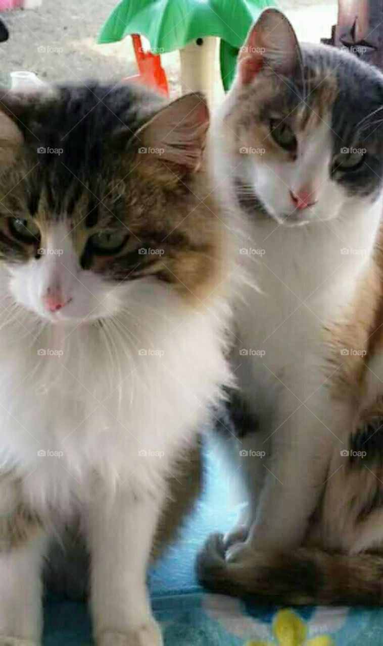 My cats : George and Gizmo
