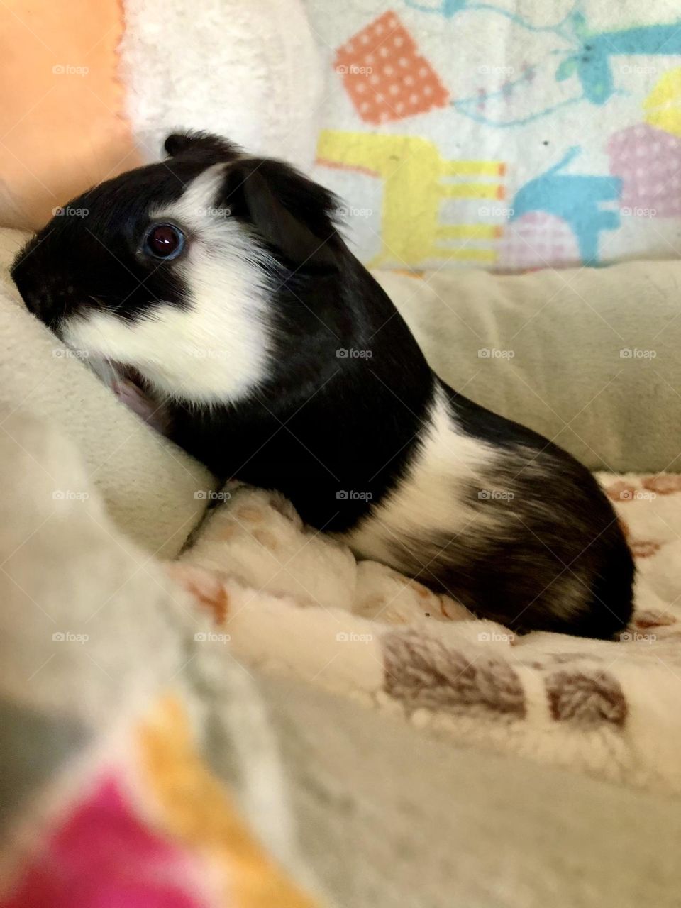 Jake shows his beautiful eye and colorings / my Guinea pig 