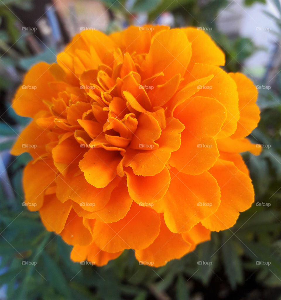 Petals of a bright orange flower.