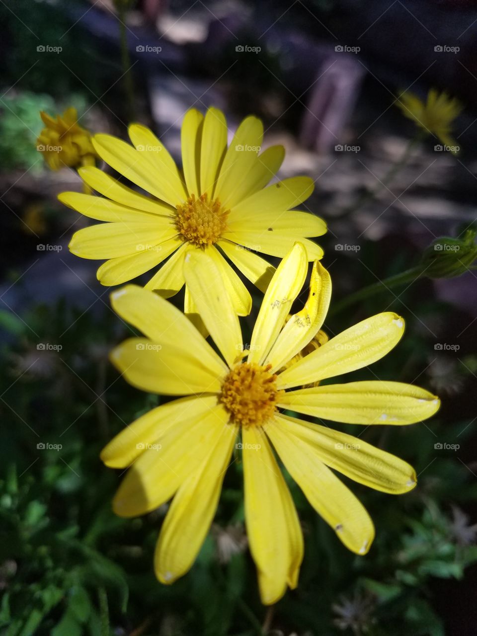 yellow flowers