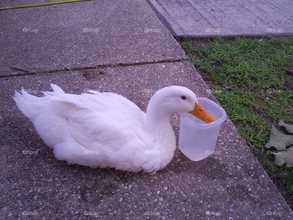Pekin duck 