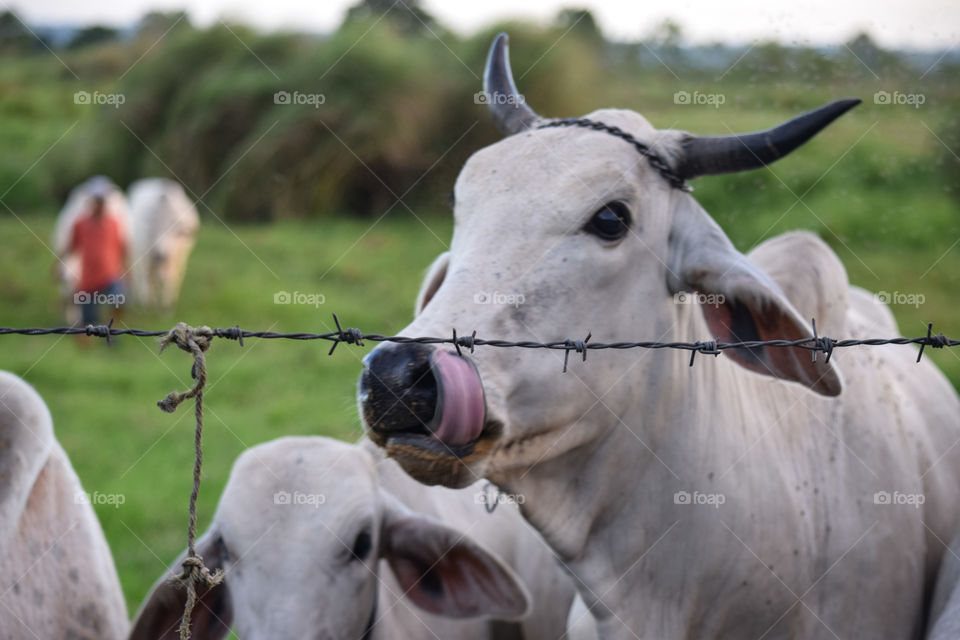 Cattle and a herder in the background in a countryside