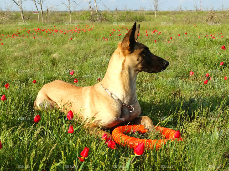 Belgian shepherd malinois dog and tulips