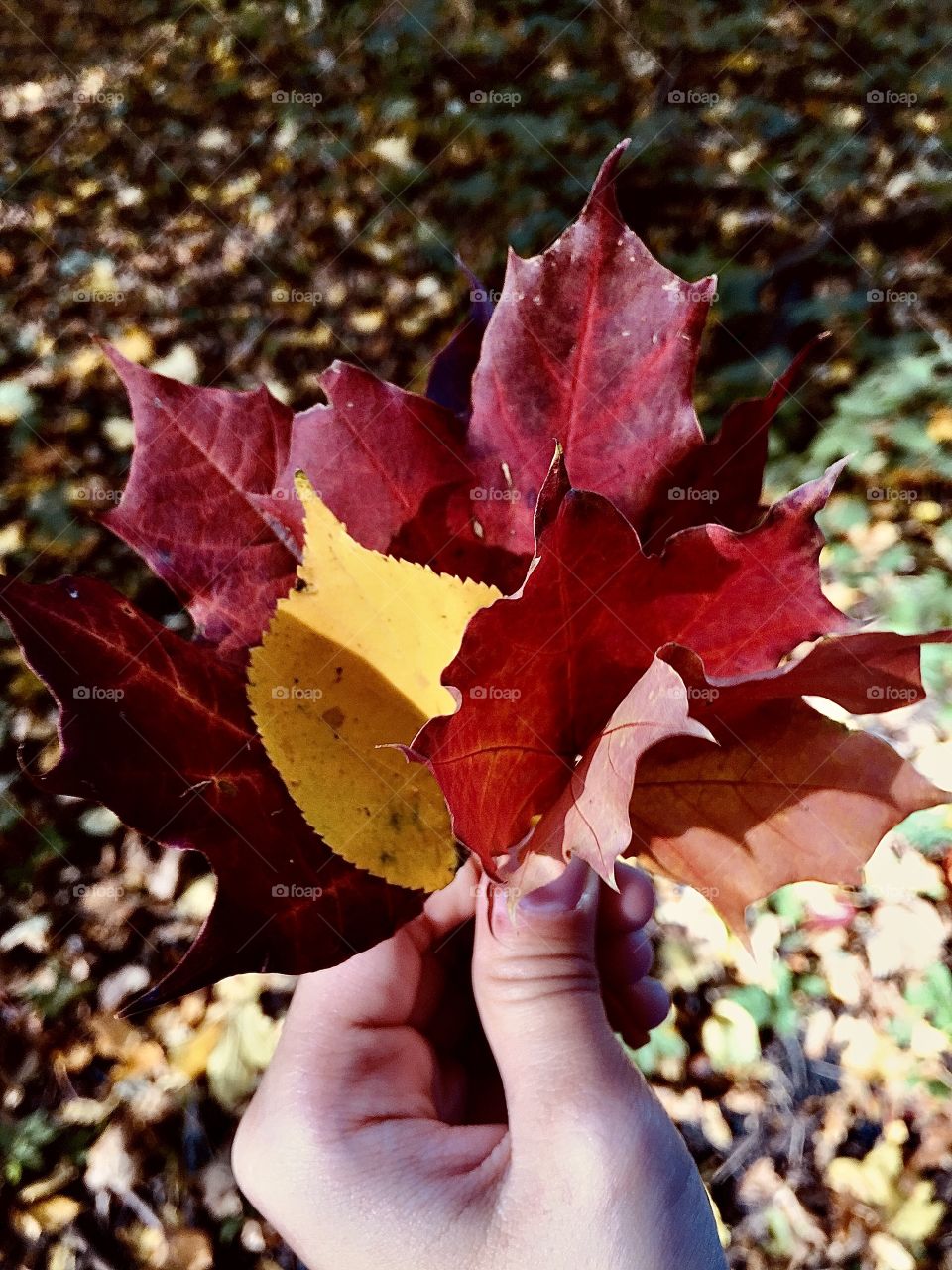 Colours of Autumn in my hand😊