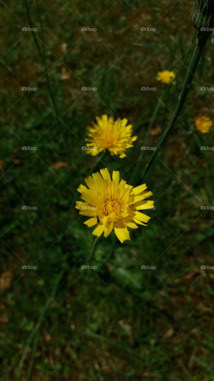 wild yellow flower