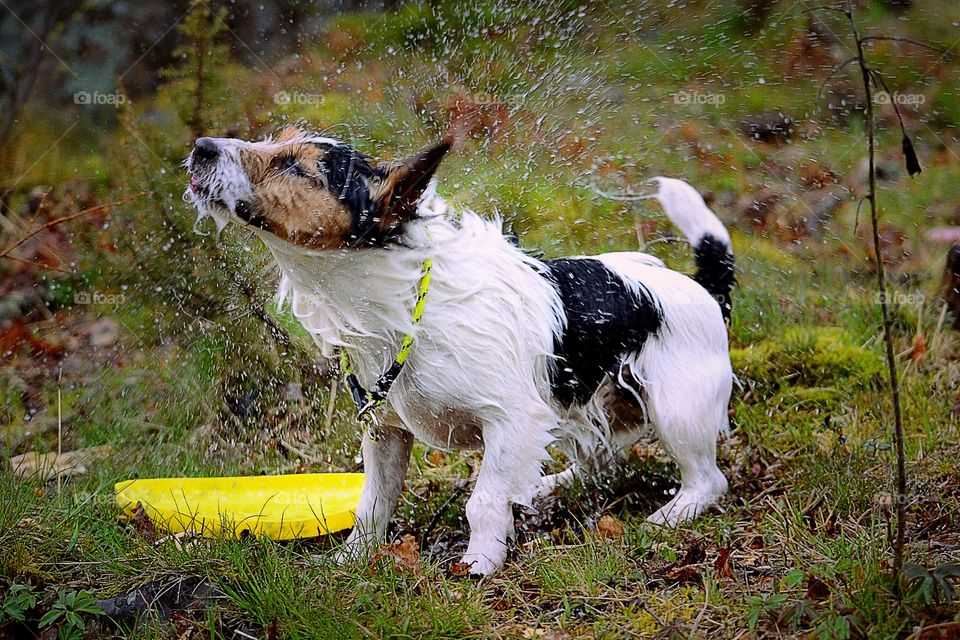 Wet dog