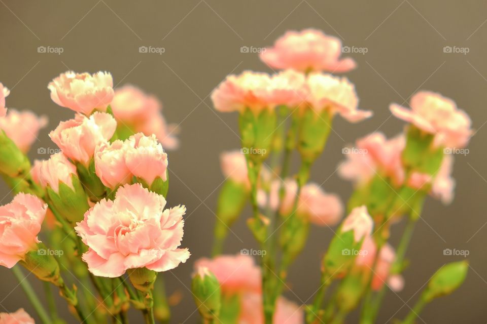 Pink flowers