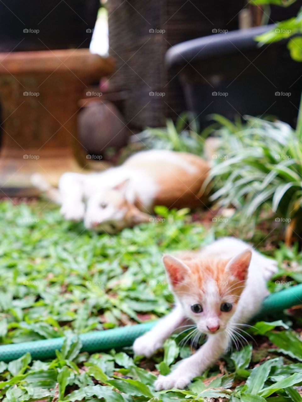 kitten run away from mom cat