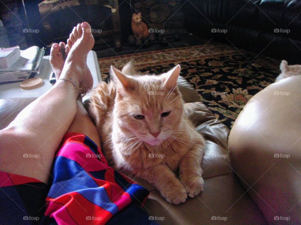 Tabby yellow cat laying on couch next to womans bare legs in morning light. Kitty is a loved family pet🐱🐾