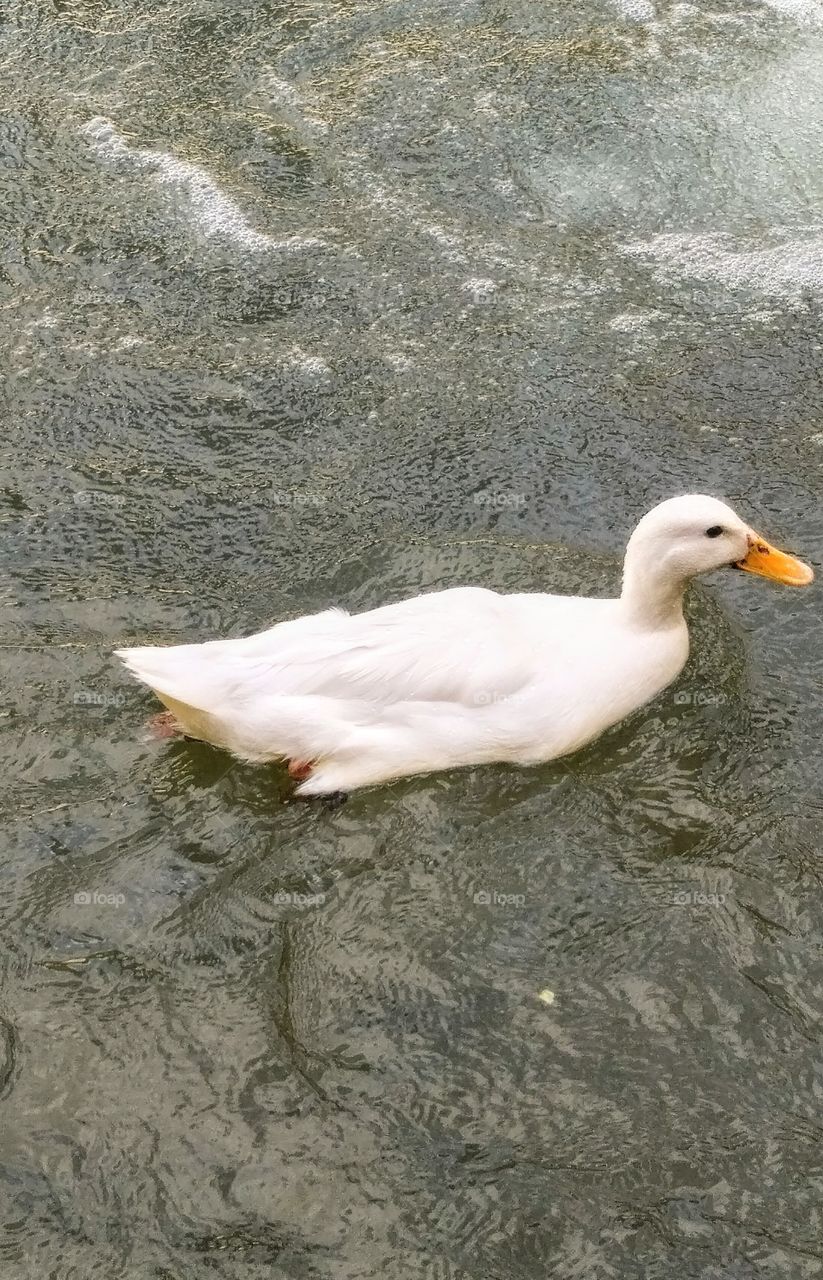 White duck