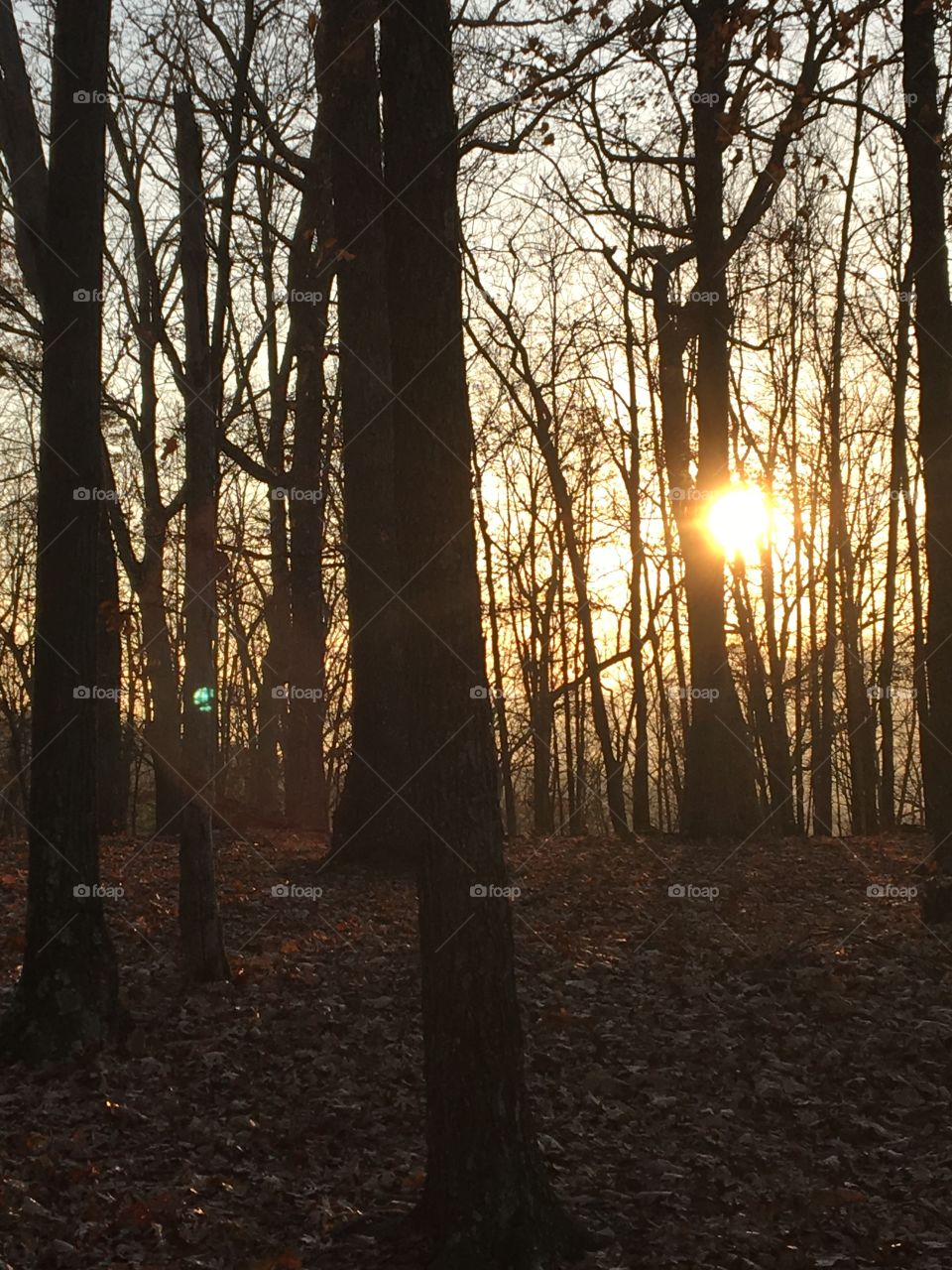 Sun through the trees