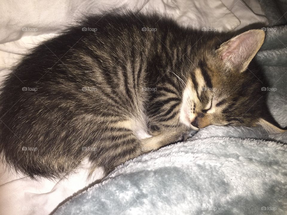 Sleeping kitten II .